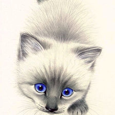 Удивительный зверёк