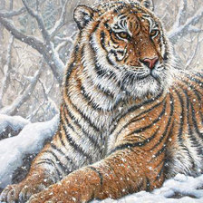 Схема вышивки «Тигр»