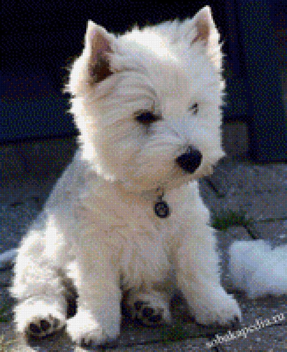 Вестик - собаки - предпросмотр