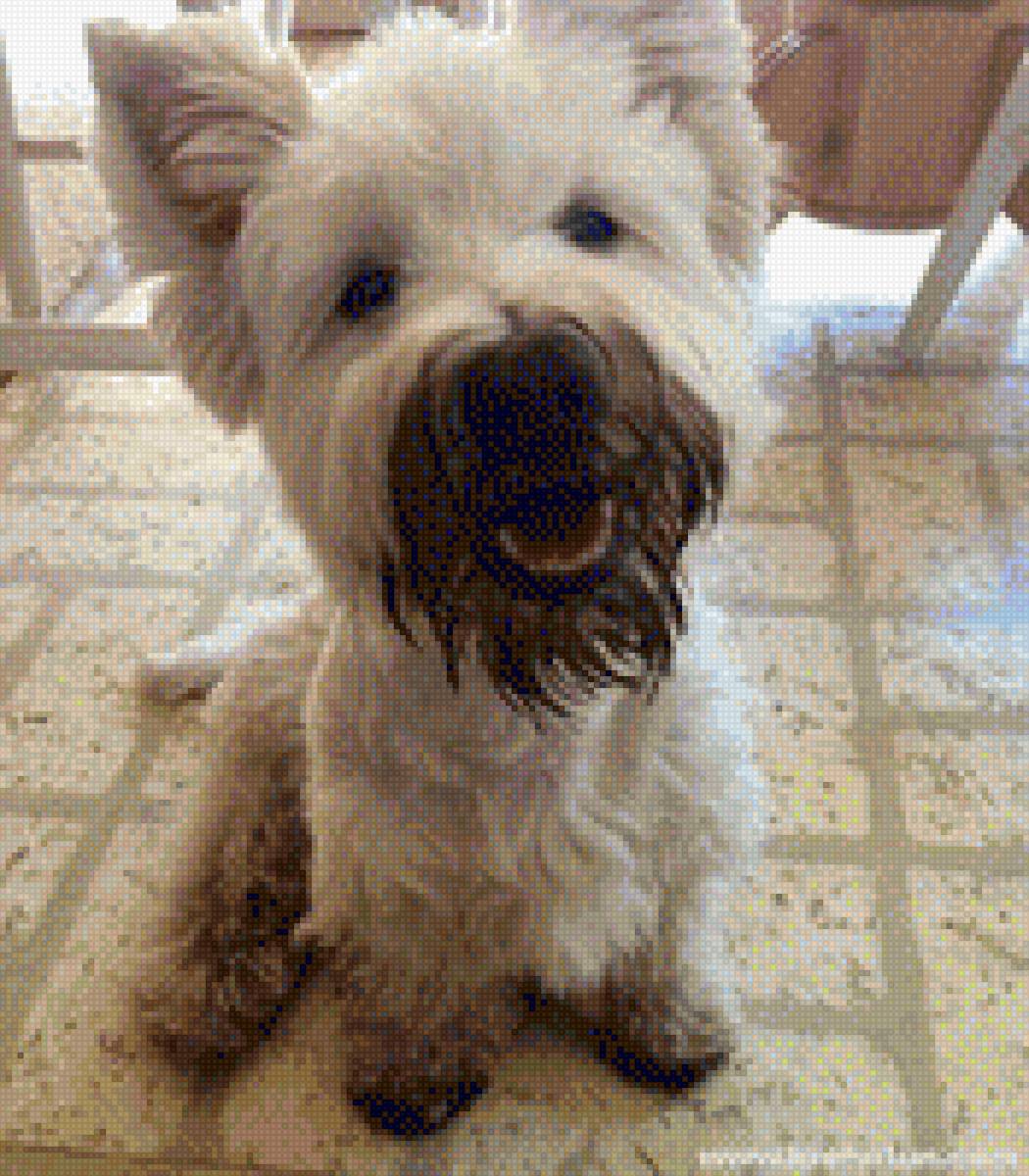 Вестик щенок - собаки - предпросмотр