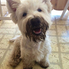 Вестик щенок