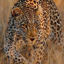 Схема вышивки «дикие»