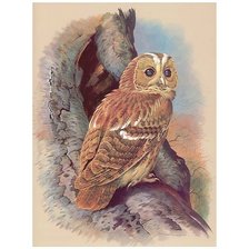 Схема вышивки «№2065277»