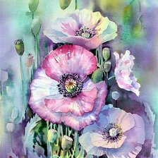 маки акварель