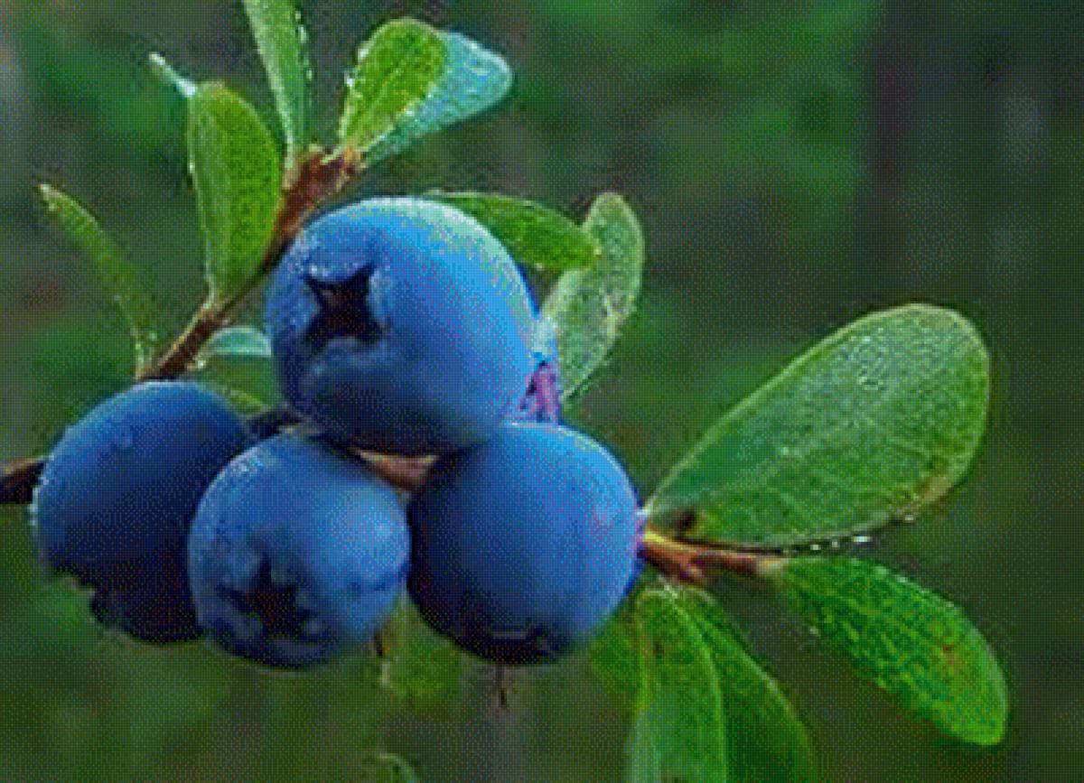 №2065385 - предпросмотр