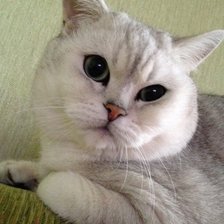 Кот цветшиншилла