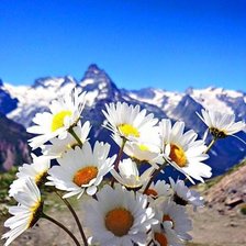 Схема вышивки «№2066300»