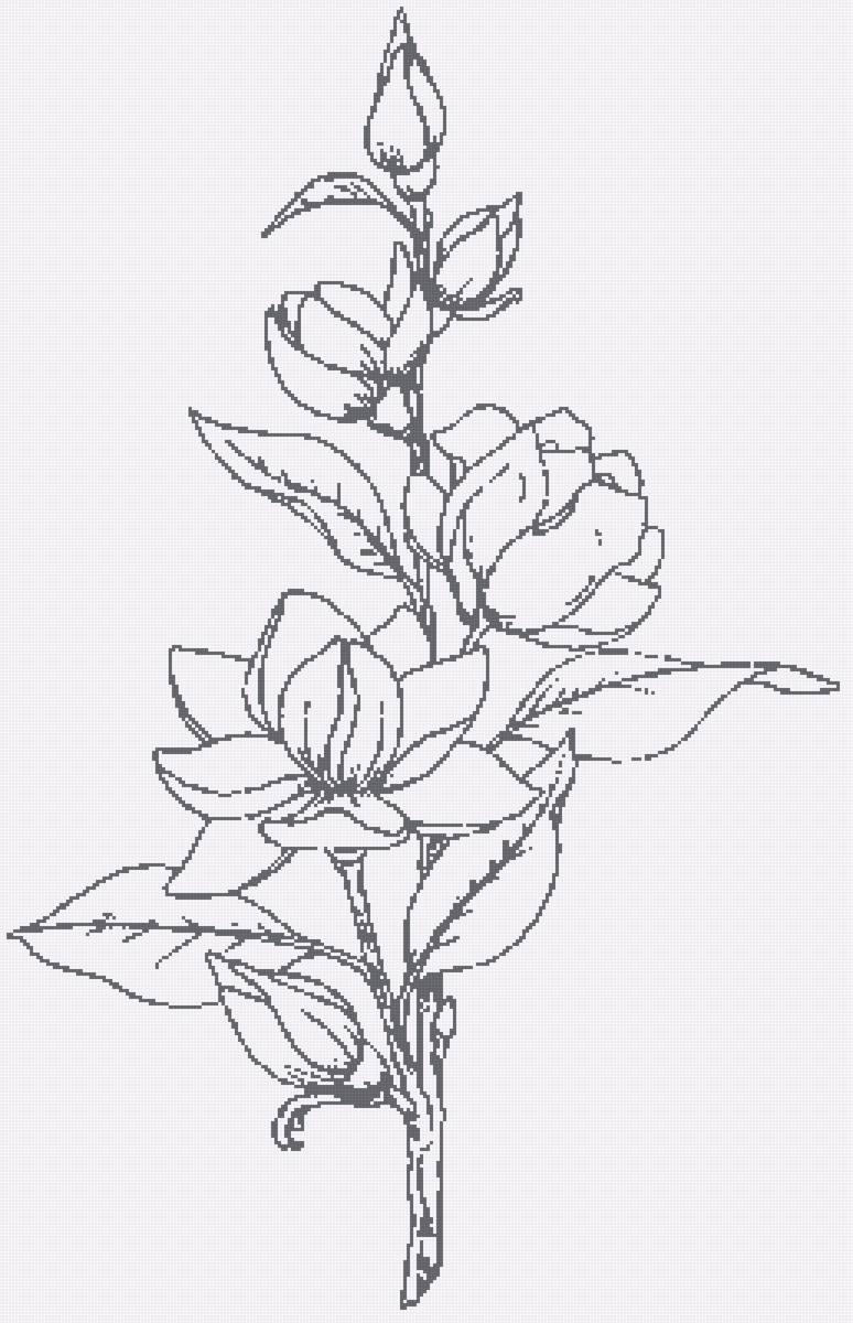 Магнолия контурная - монохром - предпросмотр