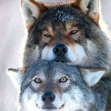 Схема вышивки «Волки»