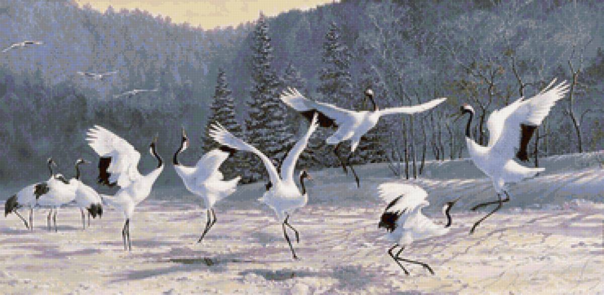 Журавлиные танцы - птицы, зима, журавли - предпросмотр