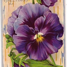 Схема вышивки «анютины глазки»