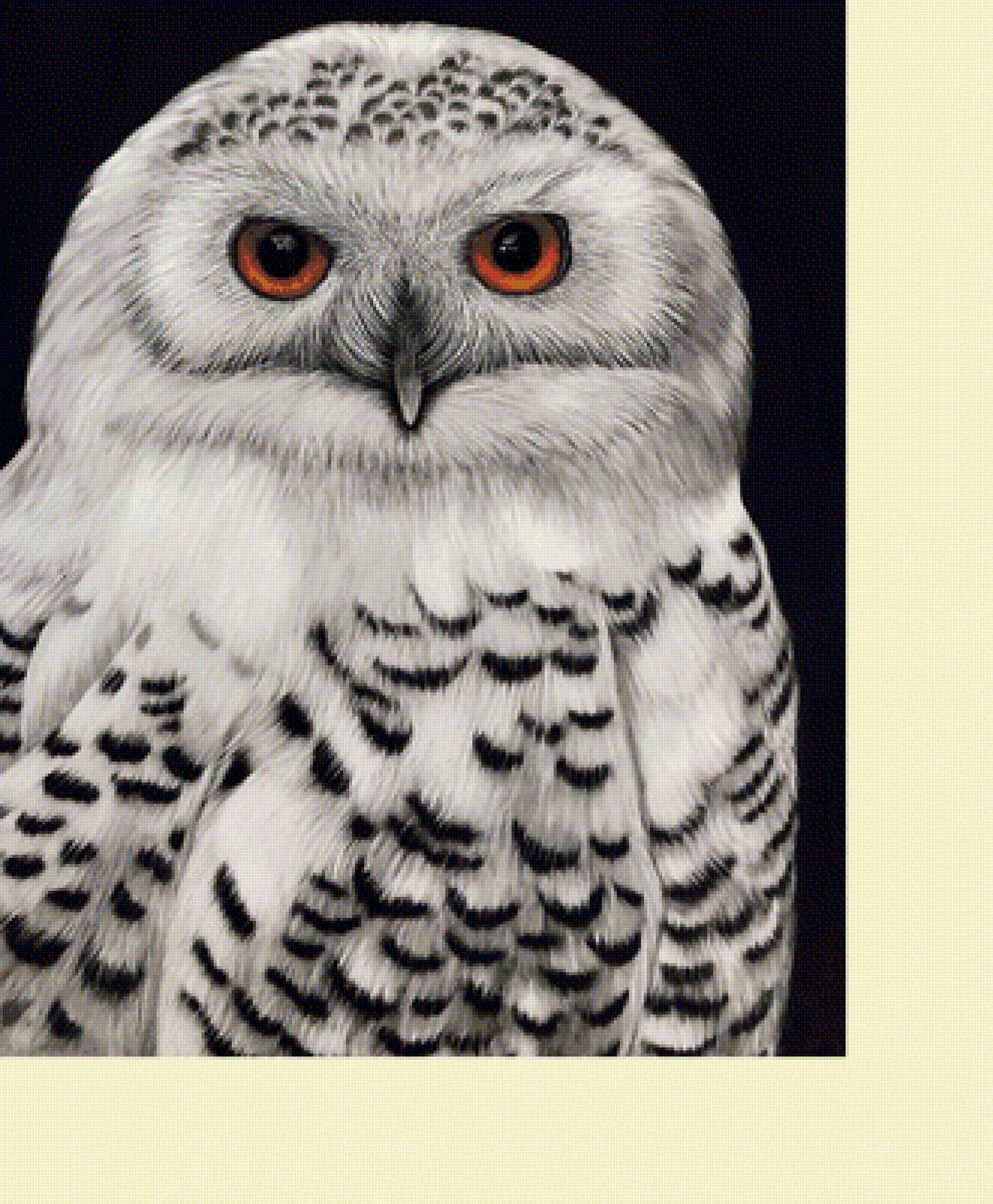 №2068068 - птицы, животные, совы - предпросмотр