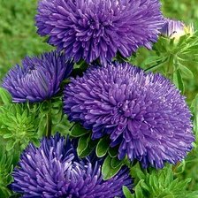 Схема вышивки «цветы»