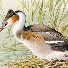 Схема вышивки «Чомга»