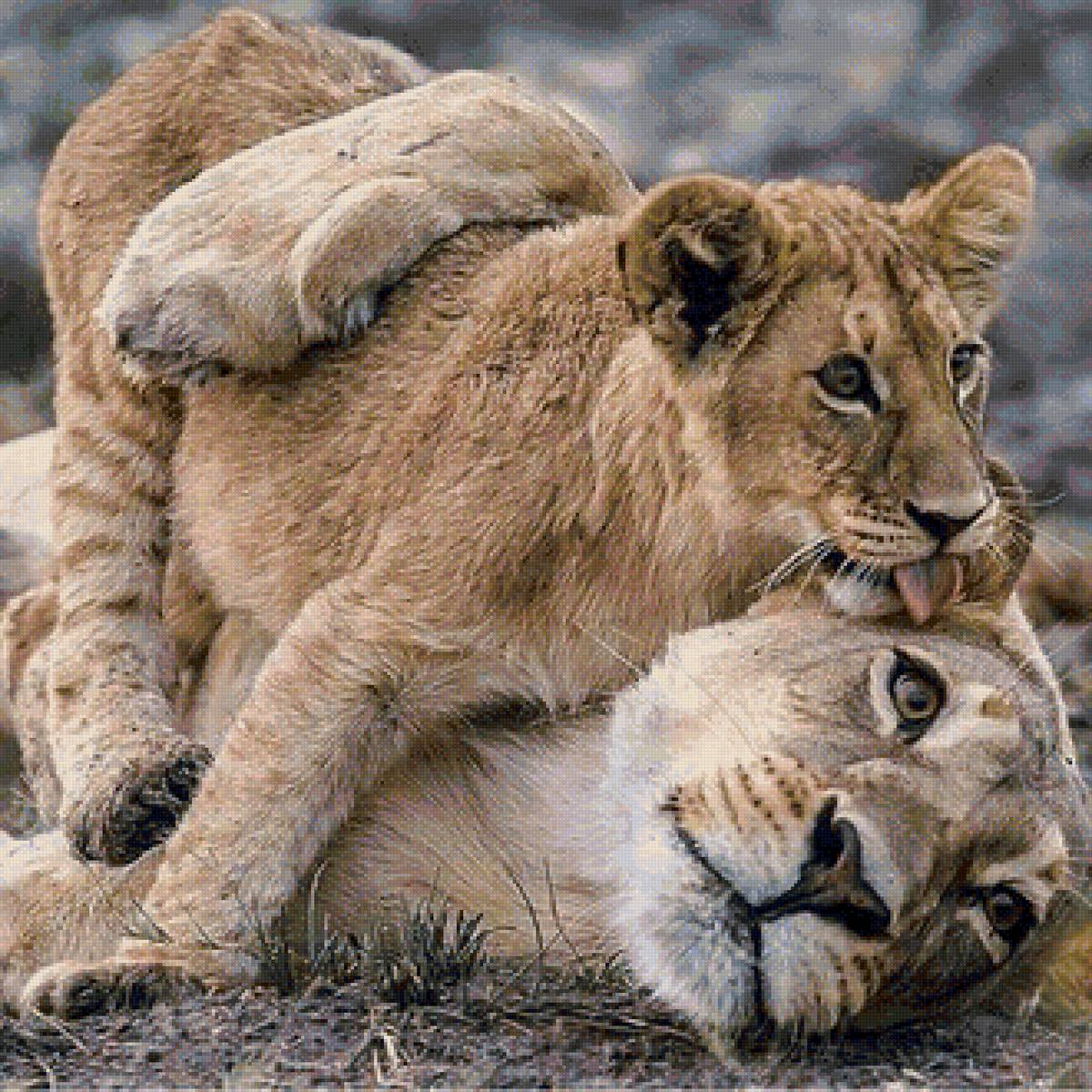 дикие - предпросмотр