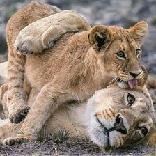 Схема вышивки «дикие»