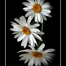 Схема вышивки «Ромашки.»