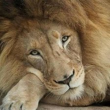 Схема вышивки «дикие»