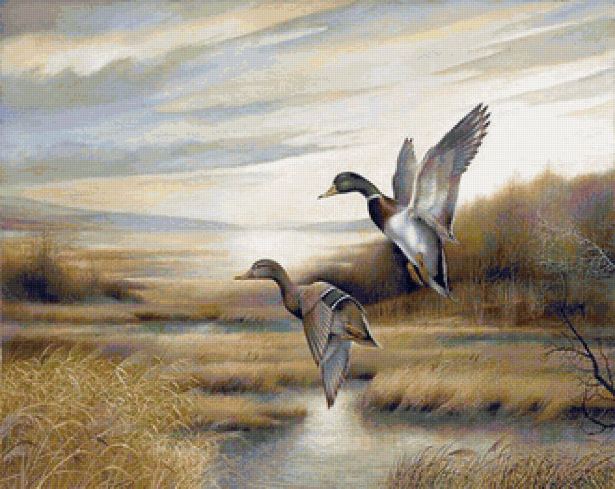 Пара диких уток - природа, птицы, утки, пейзаж - предпросмотр