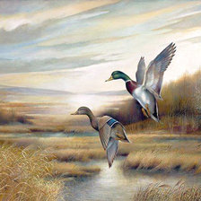 Пара диких уток