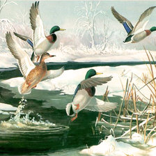 Схема вышивки «Утки-селезни»