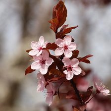 Весенние цветы