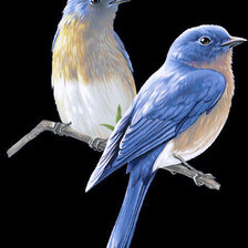 Схема вышивки «Птички на черном»