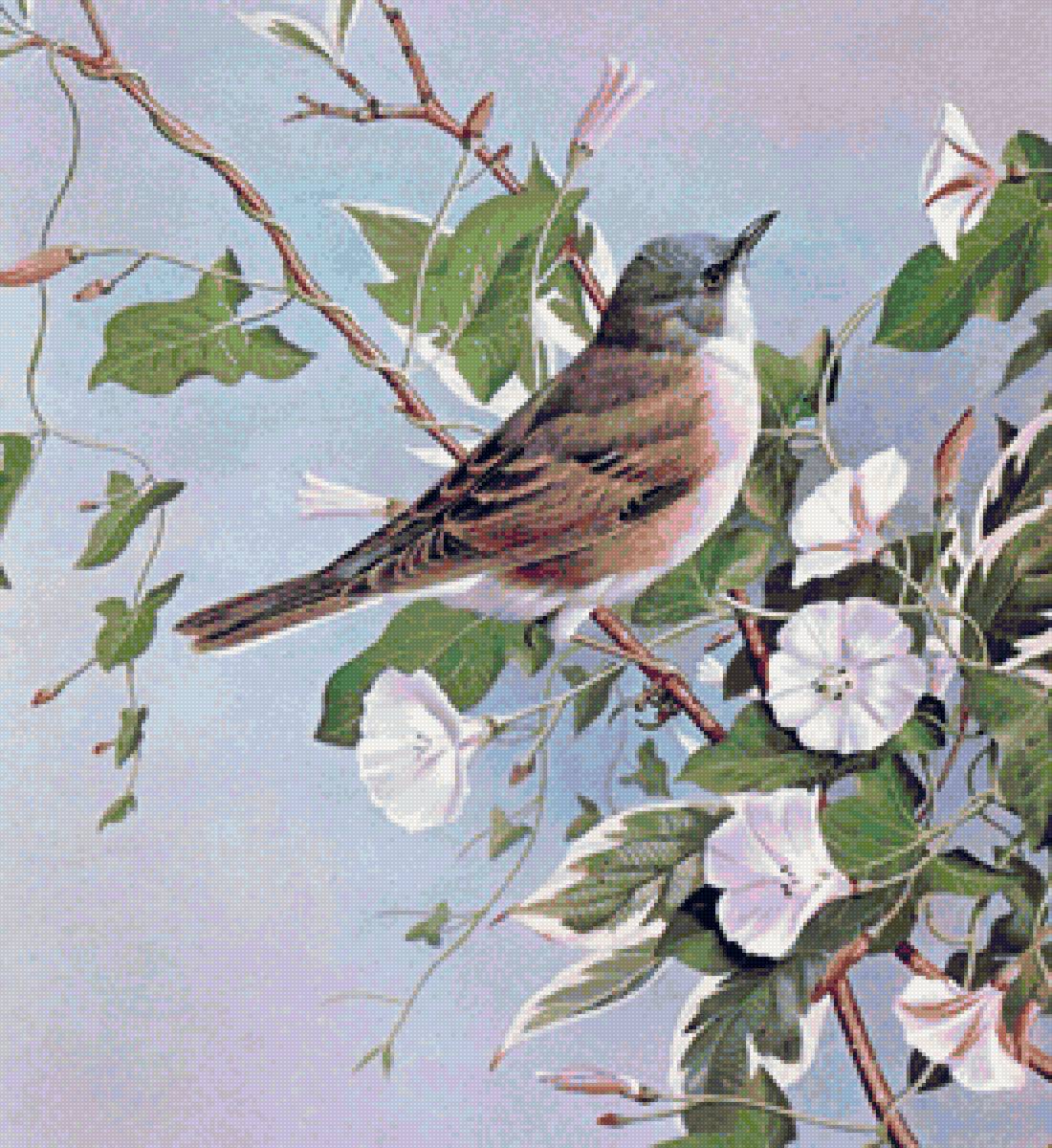 Птичка с вьюнками - цветы, птицы - предпросмотр