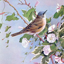 Схема вышивки «Птичка с вьюнками»