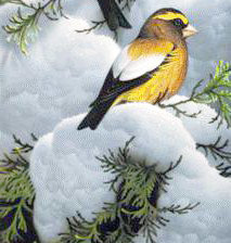 Птички на заснежнной туе