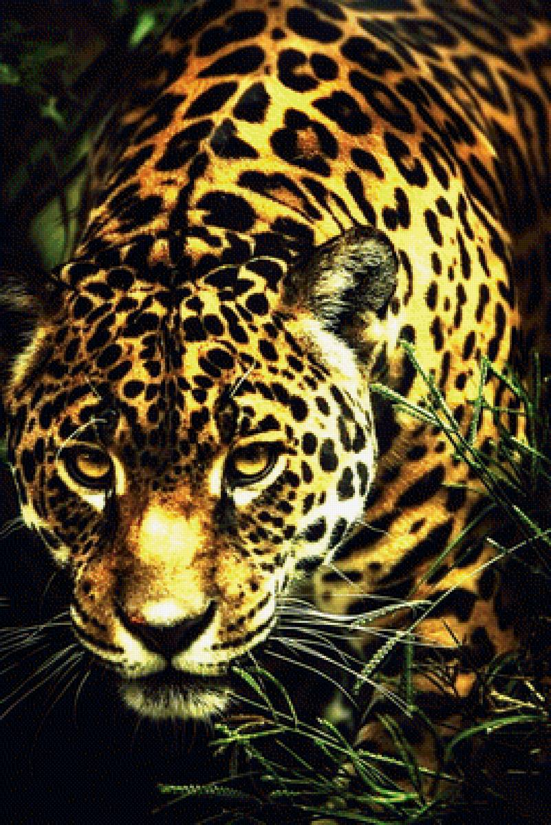 леопард - леопард - предпросмотр