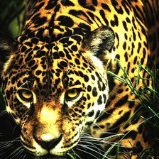 Схема вышивки «леопард»