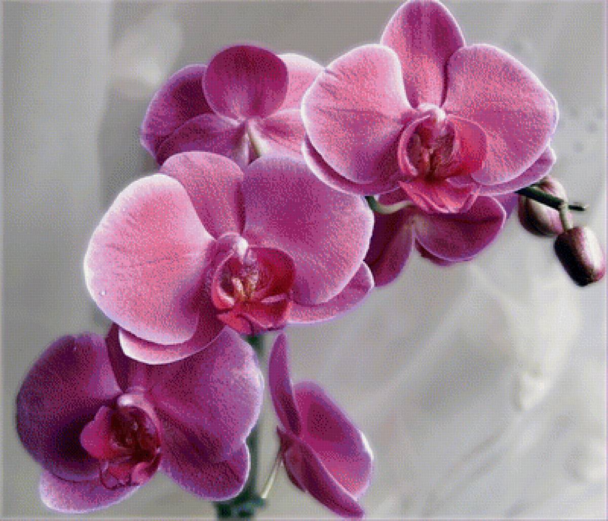 Орхидея - цветы - предпросмотр