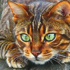 Схема вышивки «№2069941»