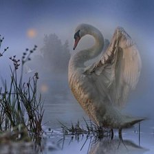 Схема вышивки «лебедь»