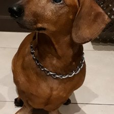 Схема вышивки «Такса Бадди»