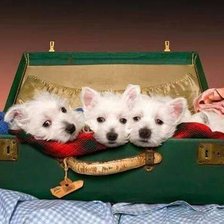 Схема вышивки «сокровище»