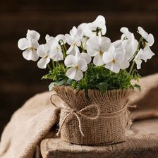 Схема вышивки «натюрморт»