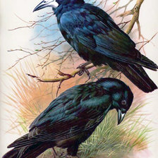 Схема вышивки «Вороны»