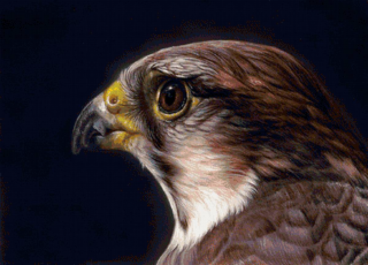 Худ. Кристина Скулте - портрет, хищник, голова, птицы, ястреб - предпросмотр