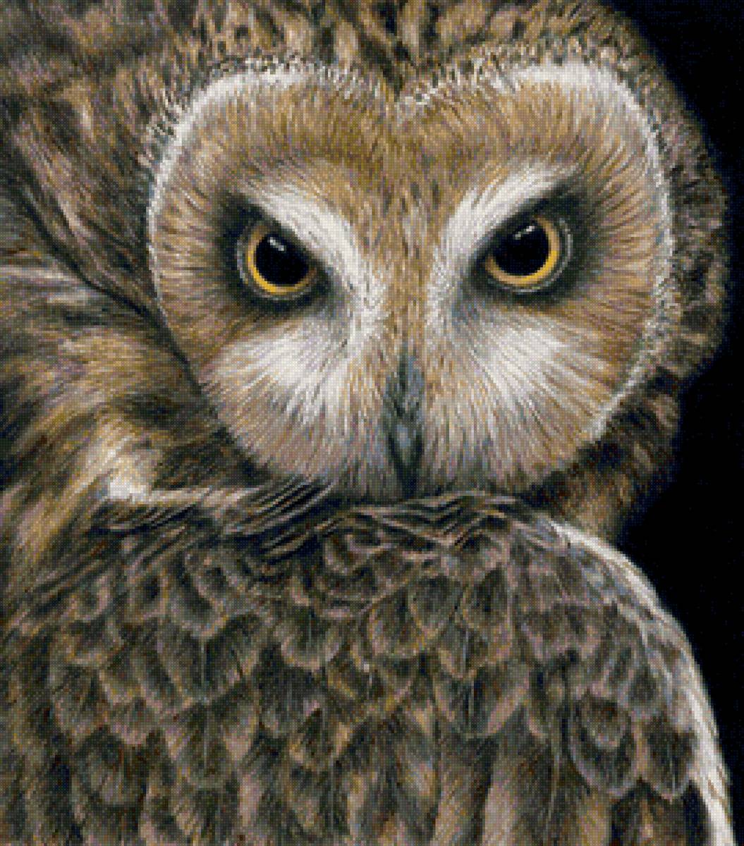 Филин - филин, птицы - предпросмотр