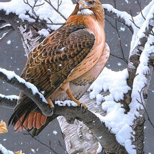 Схема вышивки «Ястреб»