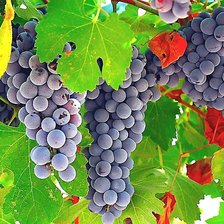 Схема вышивки «№2070215»