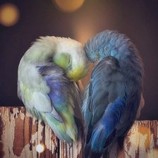 Схема вышивки «Птицы»