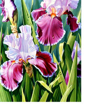 Схема вышивки «ирисы»