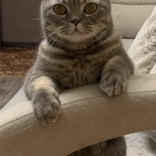 Схема вышивки «Джоник»