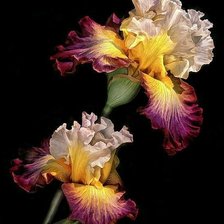 Схема вышивки «цветы»