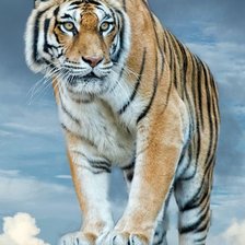 Схема вышивки «дикие»