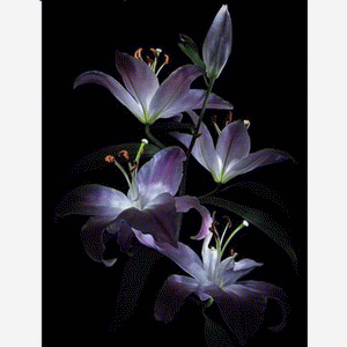 Кали - на черна панама - предпросмотр