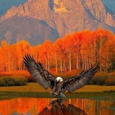 Схема вышивки «орел на рыбалке»